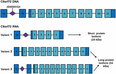 RNA Misprocessing in C9orf72-Linked Neurodegeneration